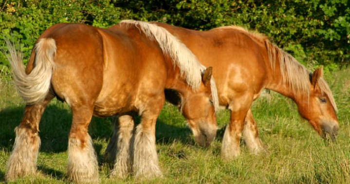 biggest horse breeds