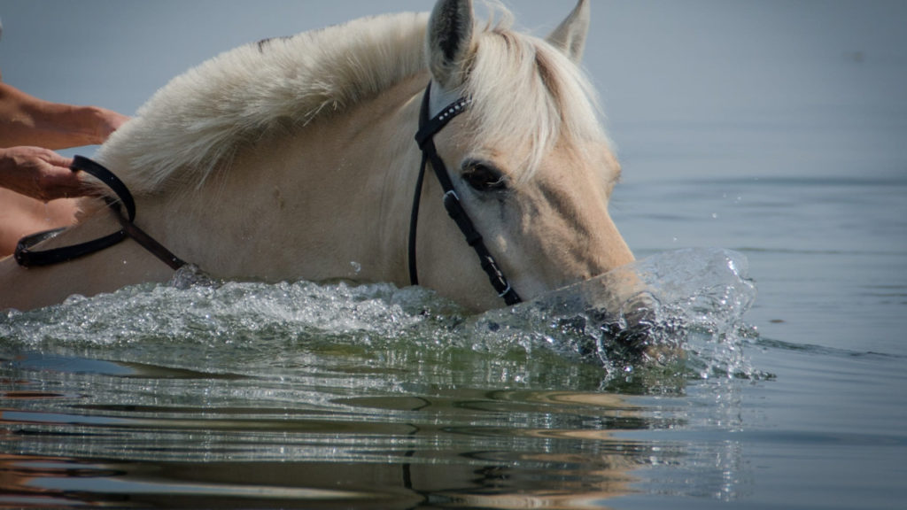 Can Horses Swim & Float? (And Do Horses Like Swimming?) Equineigh