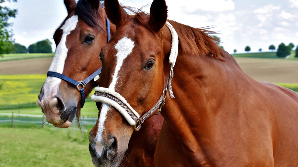 Do Horses Eat Meat? (Are Horses Omnivores or Herbivores?) Equineigh