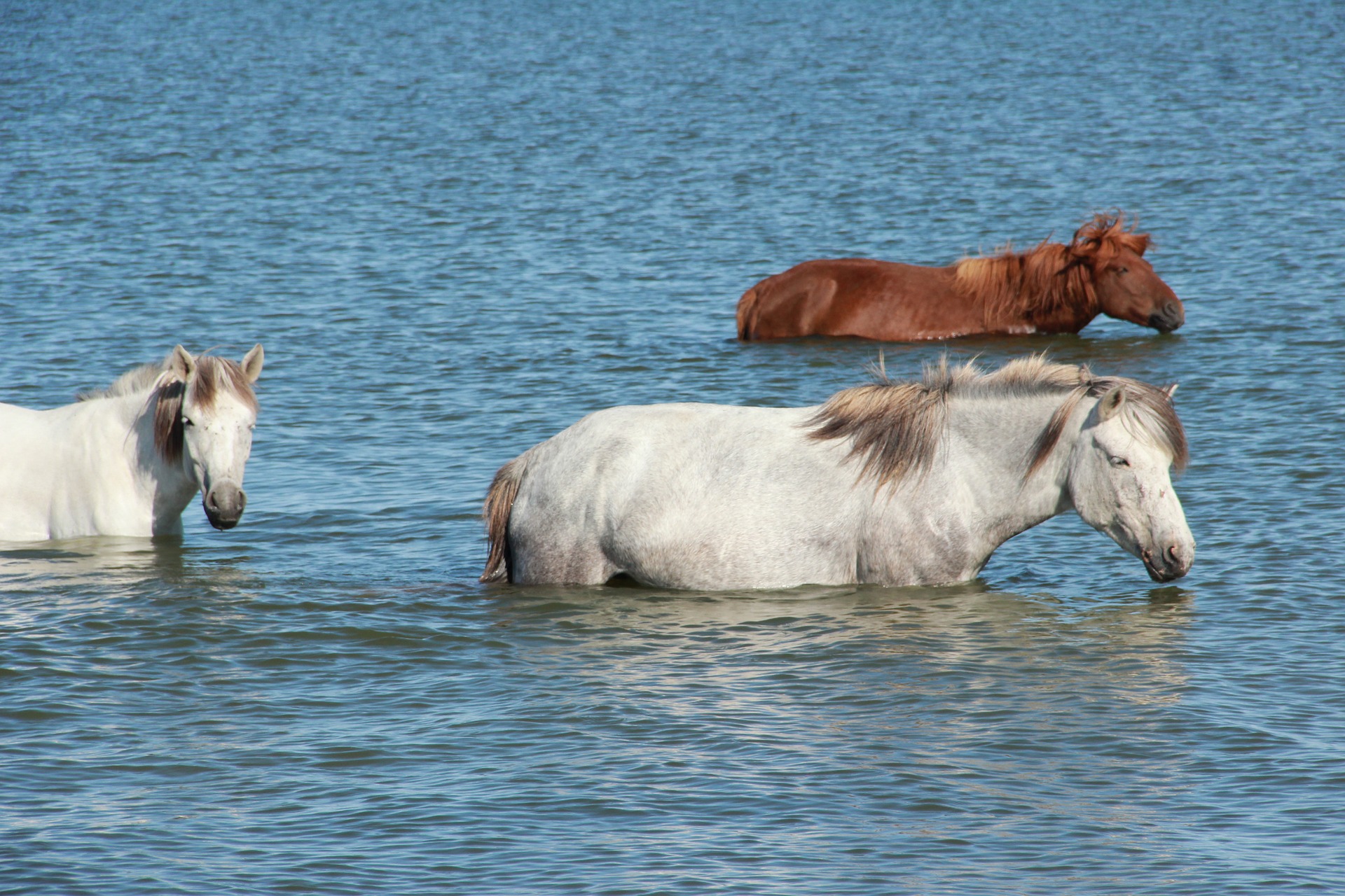 do horses like swimming
