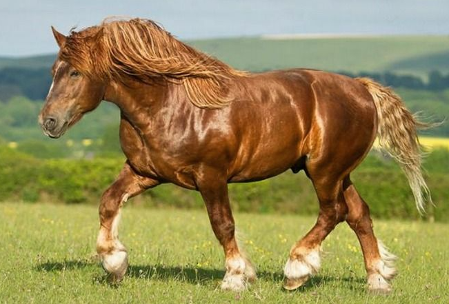 heavy horse breeds