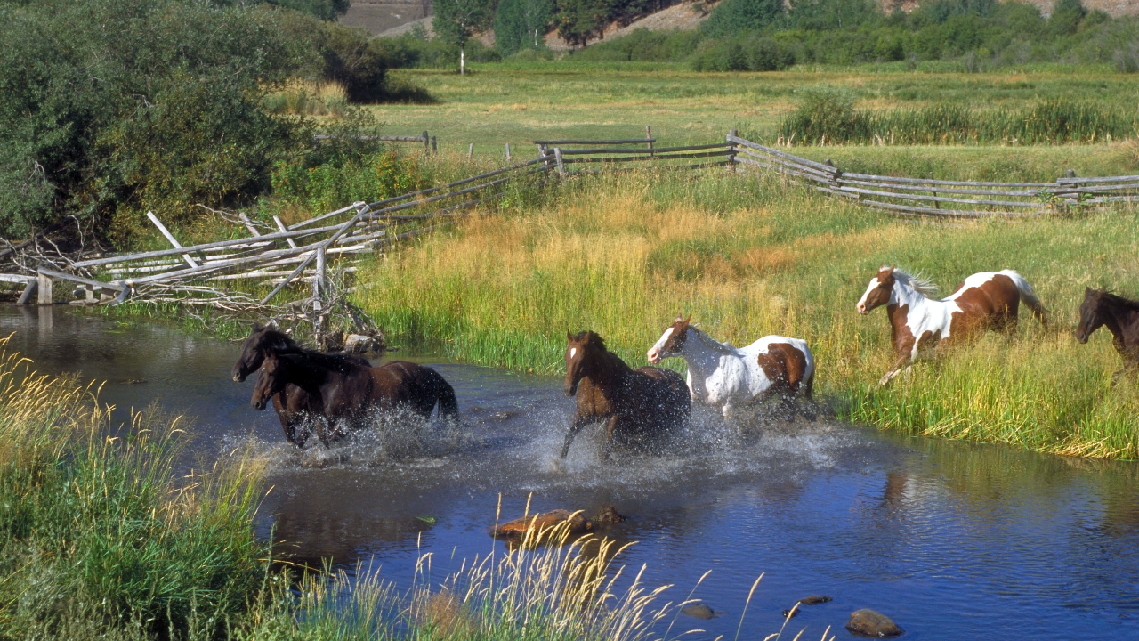 how far can horses swim