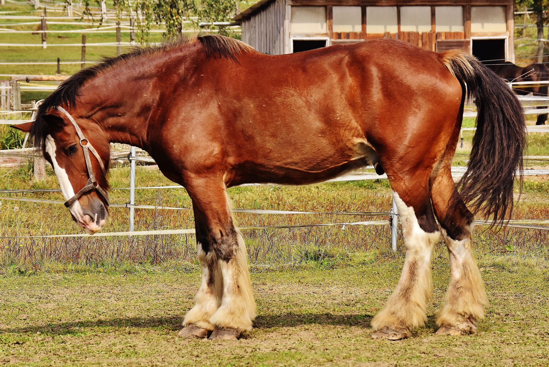 largest horse breeds