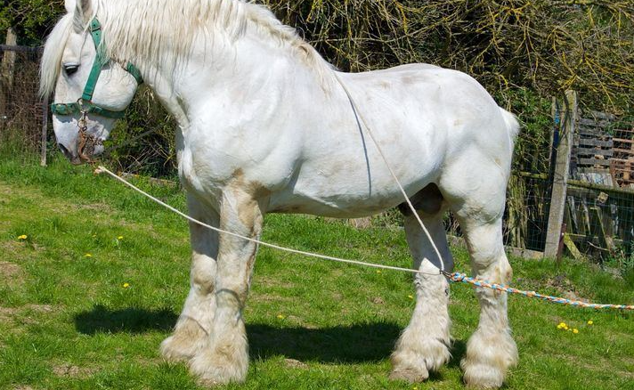 largest riding horse breeds
