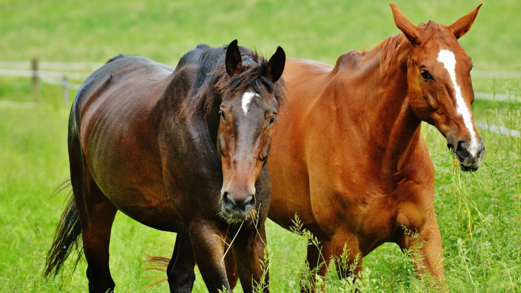 Do Horses Eat Meat? (Are Horses Omnivores or Herbivores?) Equineigh