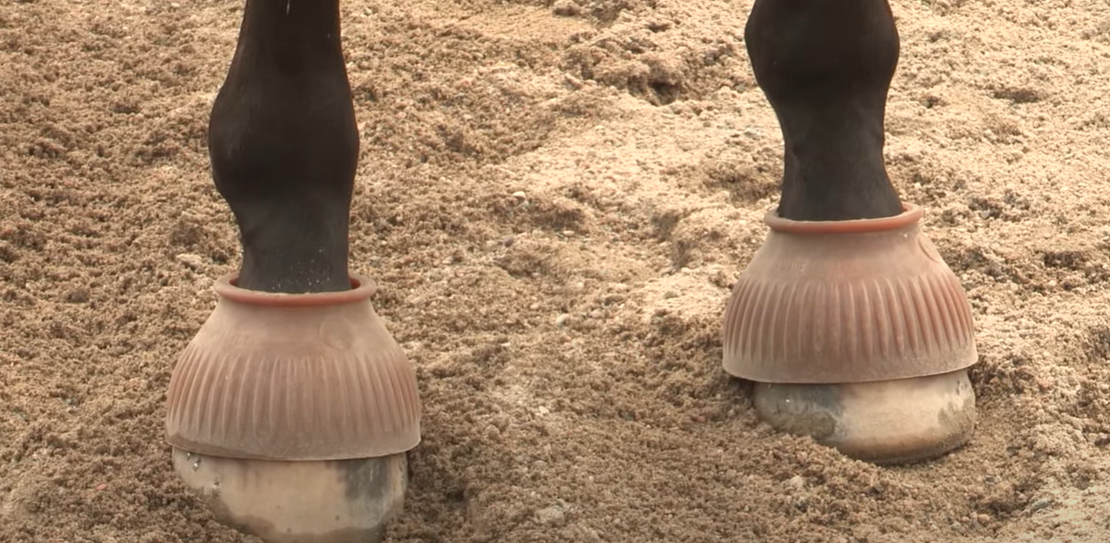 best bell boots for horses