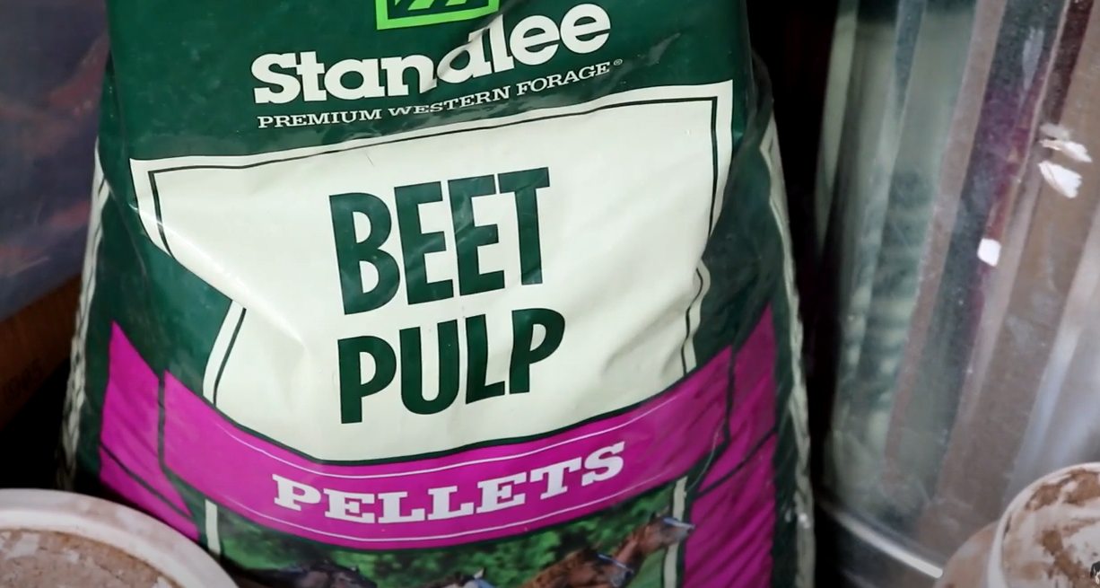 benefits of beet pulp for horses