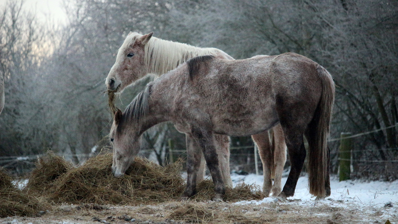 feeding hay to horses in winter
