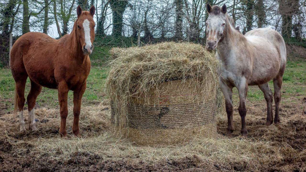 how much hay should a horse eat per day
