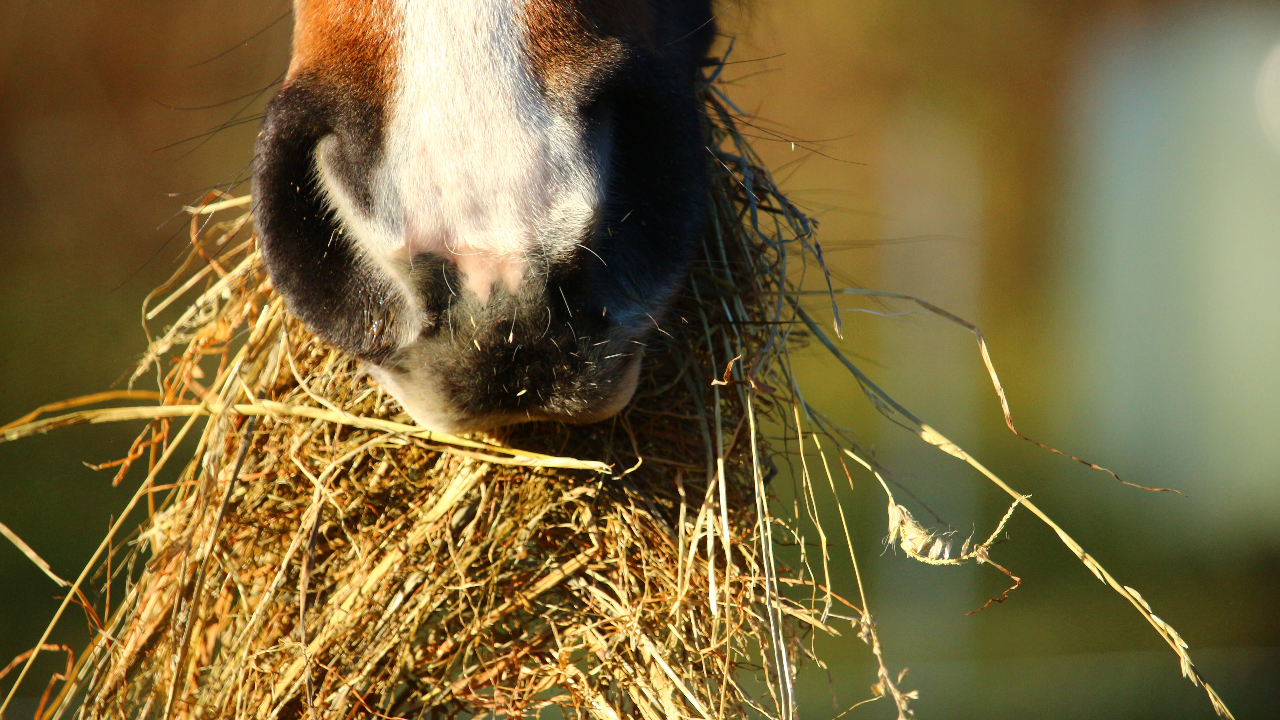 how much hay to feed a horse