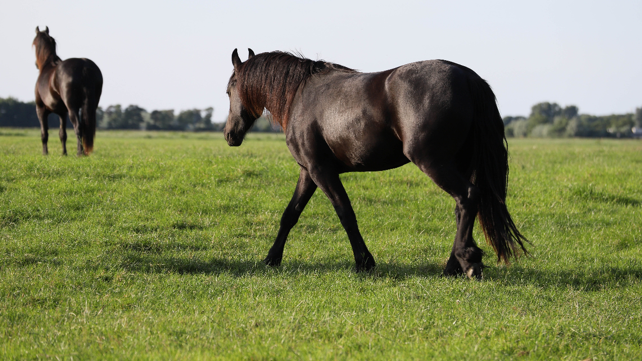 facts about friesian horses