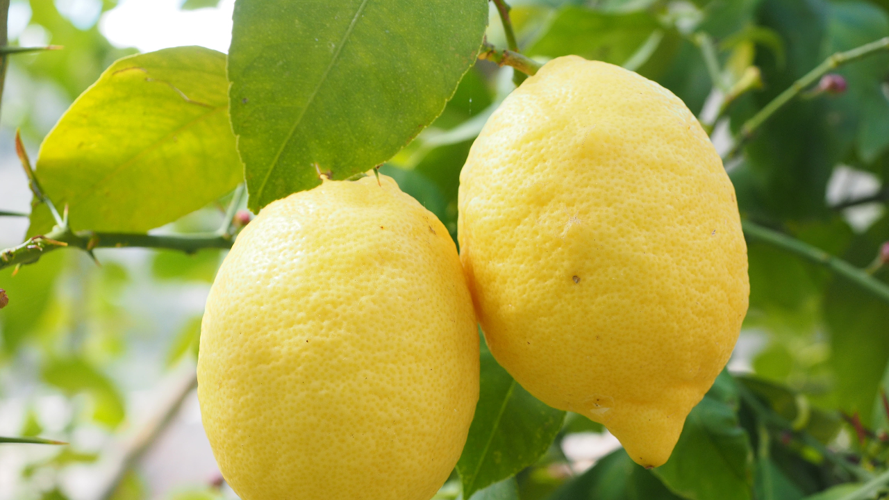 warnings about lemon trees in pastures