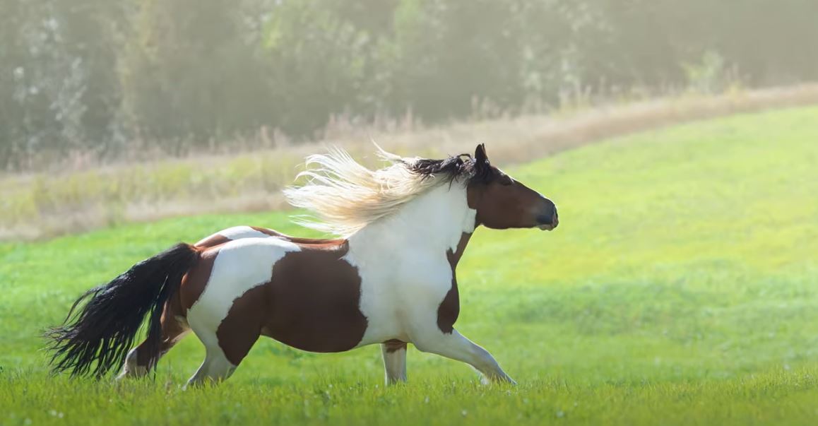 paint horse breed