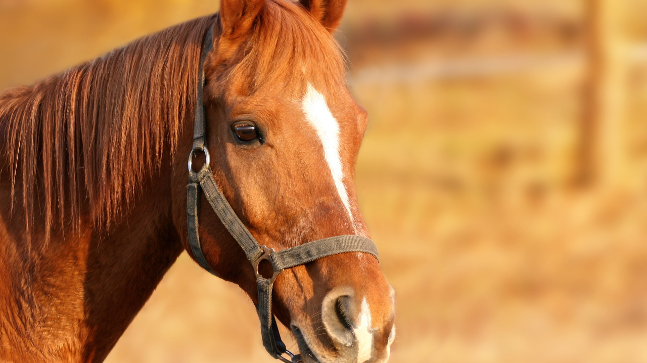 thoroughbred horse breed