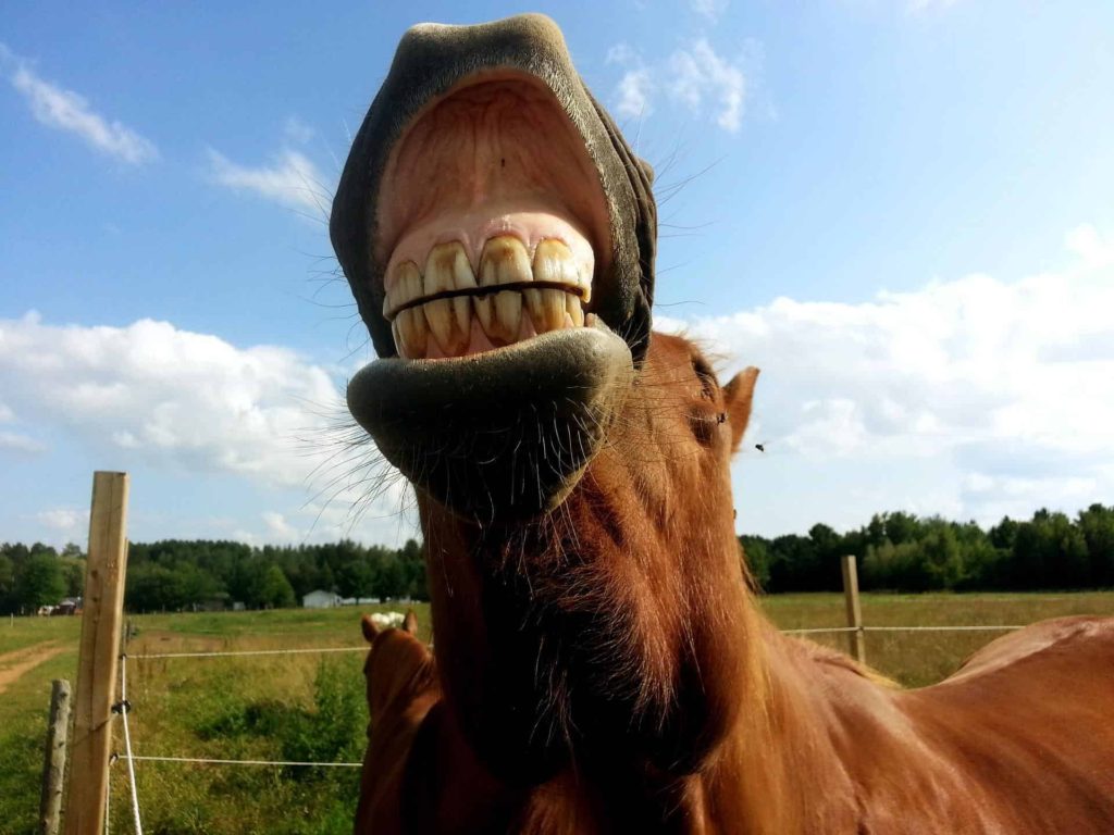 do horses laugh