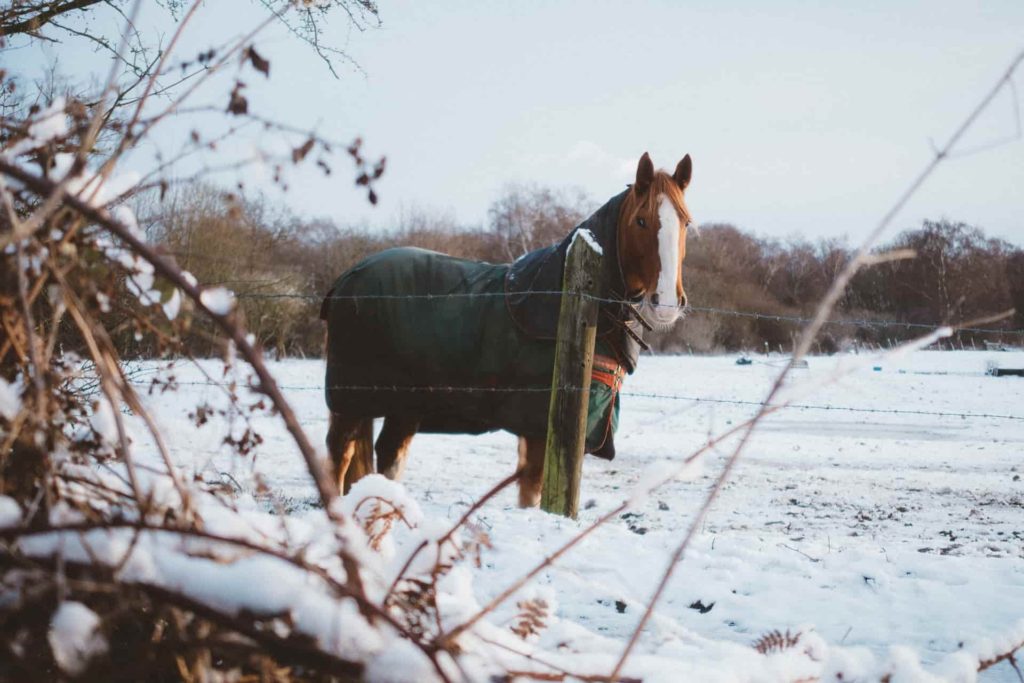 horses eating wood in winter