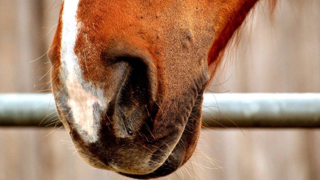 horse-nose-bleeds-equine-epistaxis-how-to-treat-equineigh