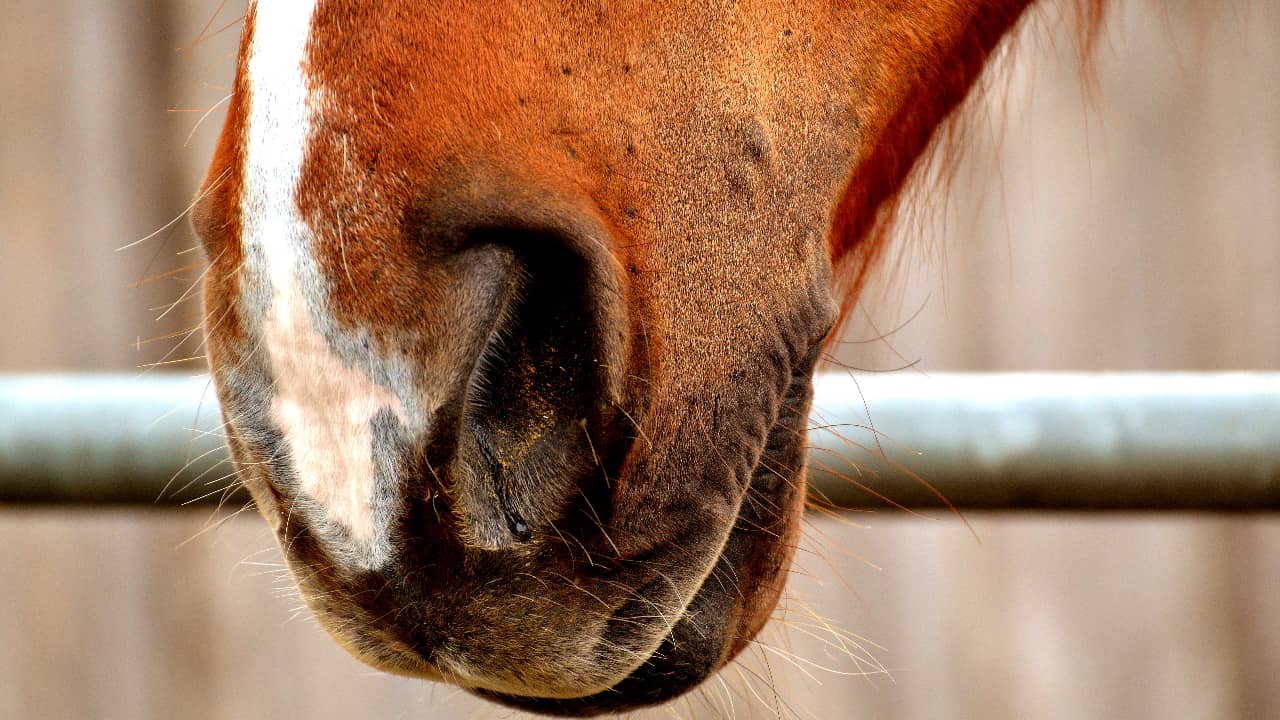horse nose bleeds
