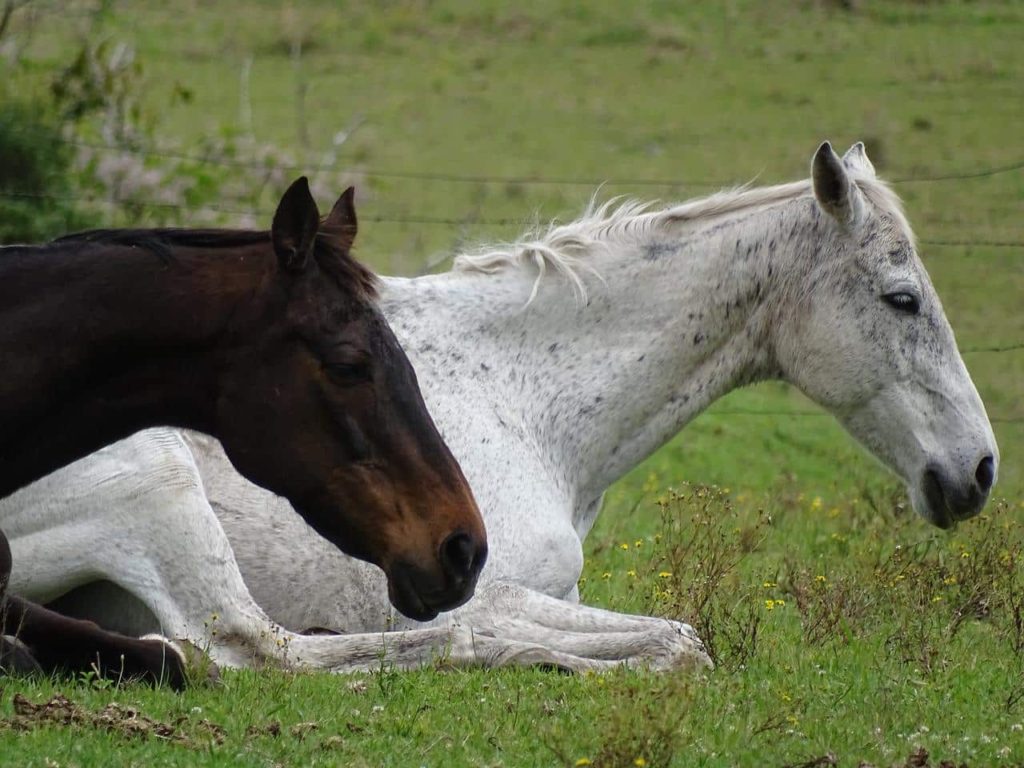 how horses sleep