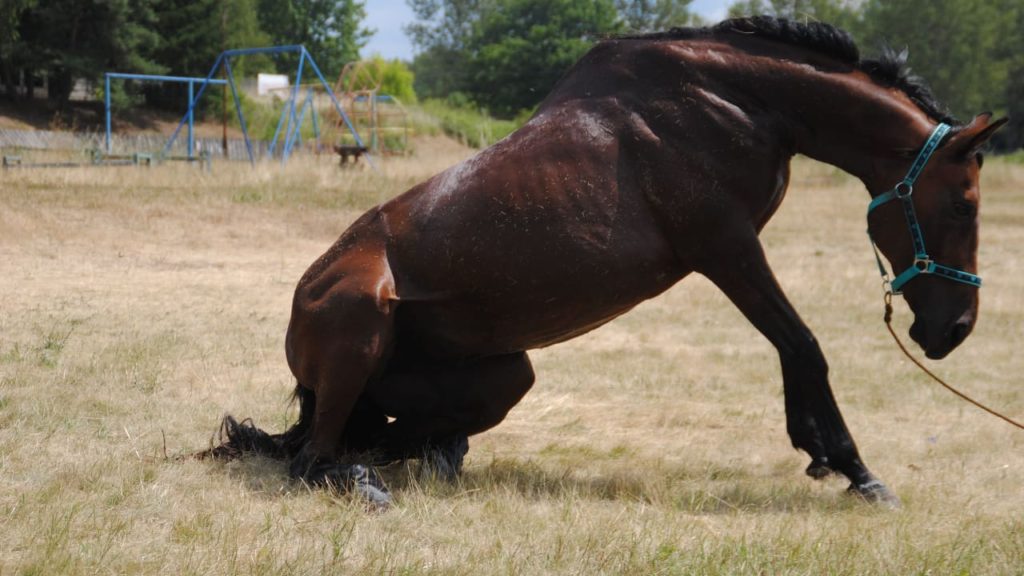 signs of heat stress in horses