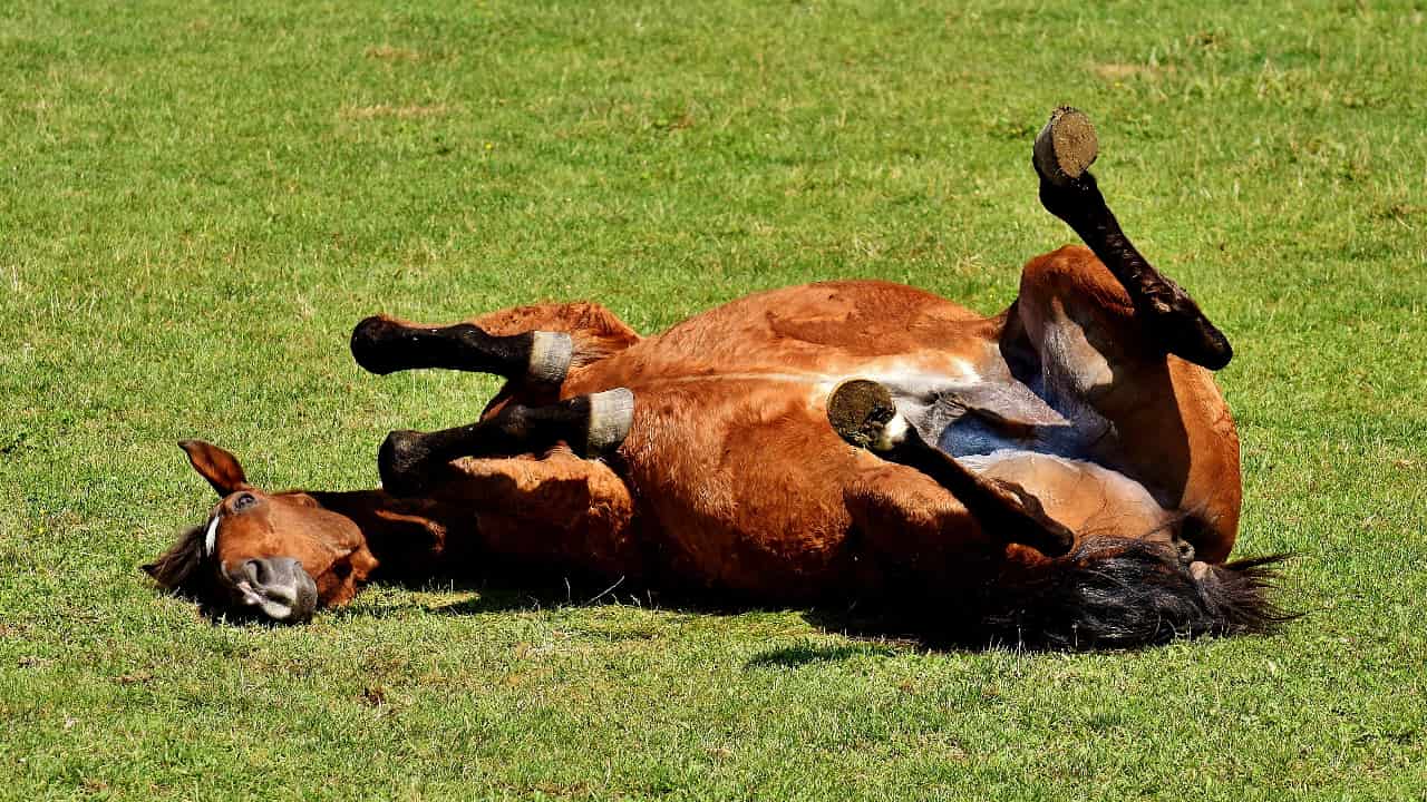 why do horses roll