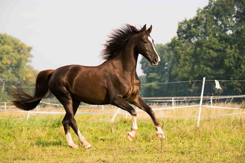 american saddlebred gaited horse