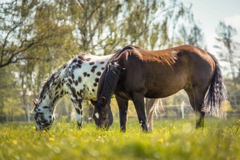 appaloosa horse for trail riding