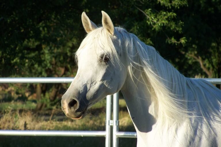 10 Best Barrel Racing Horse Breeds (Quick & Agile) Equineigh