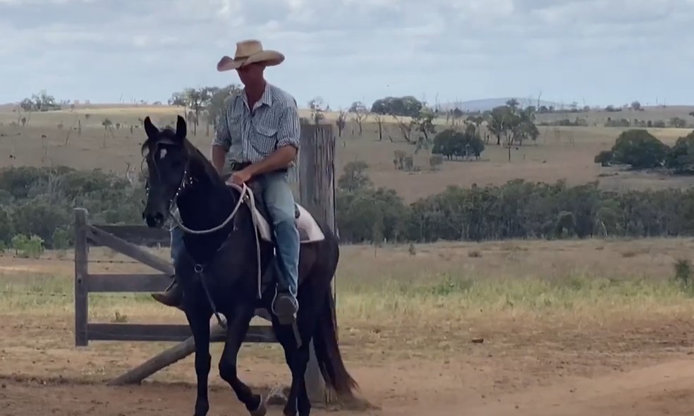 australian stock horse for trail riding