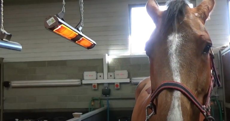 Best Barn Heaters Top 5 Horse Stall Heaters 2022 Equineigh best-barn-heaters-top-5-horse-stall-heaters-2022-equineigh