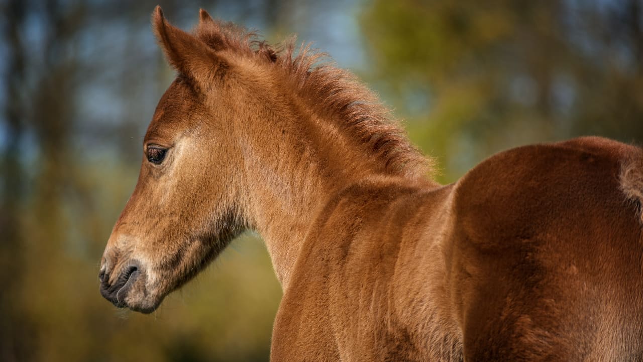 when-do-horses-stop-growing-horse-growth-stages-equineigh