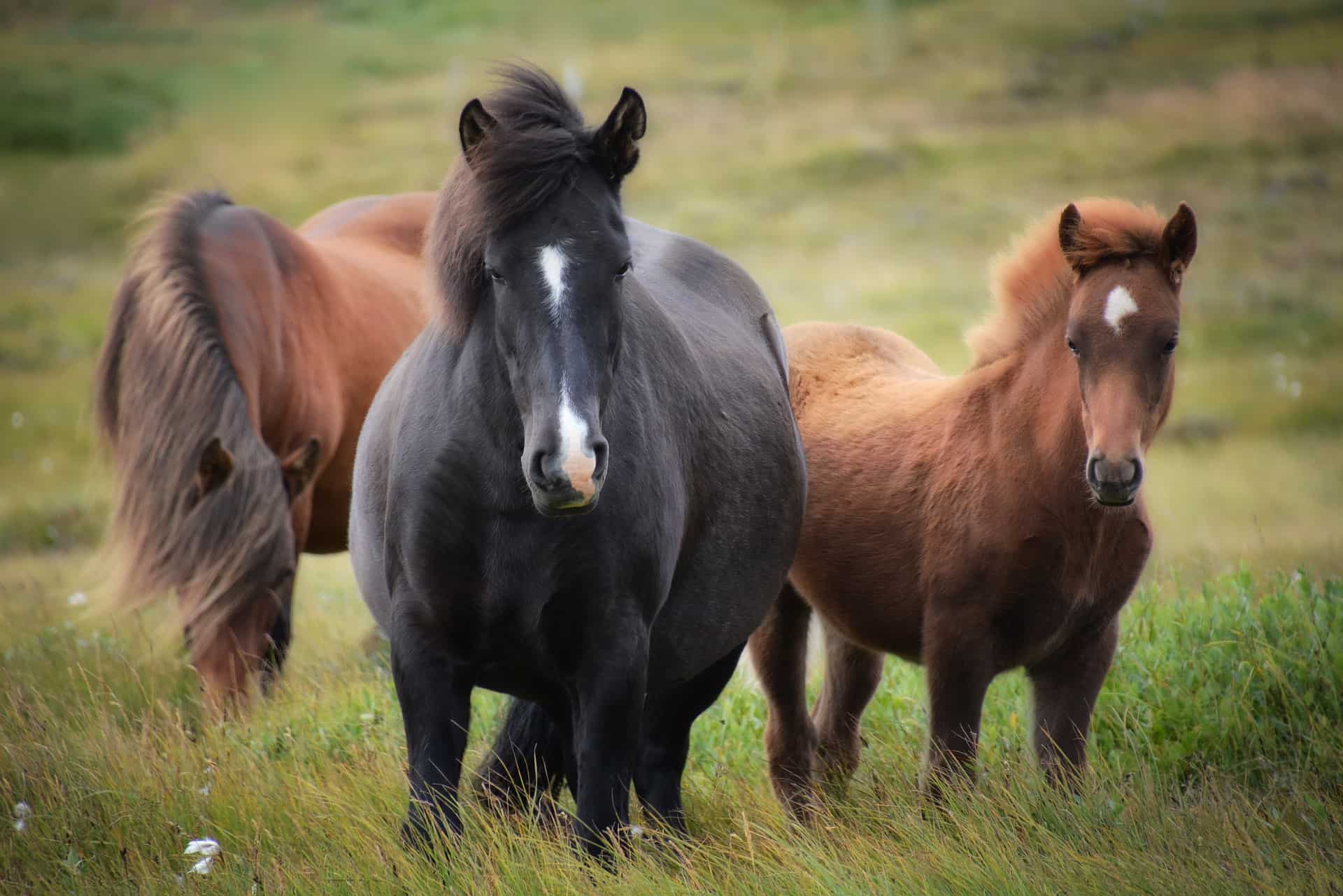 gaited horse breeds