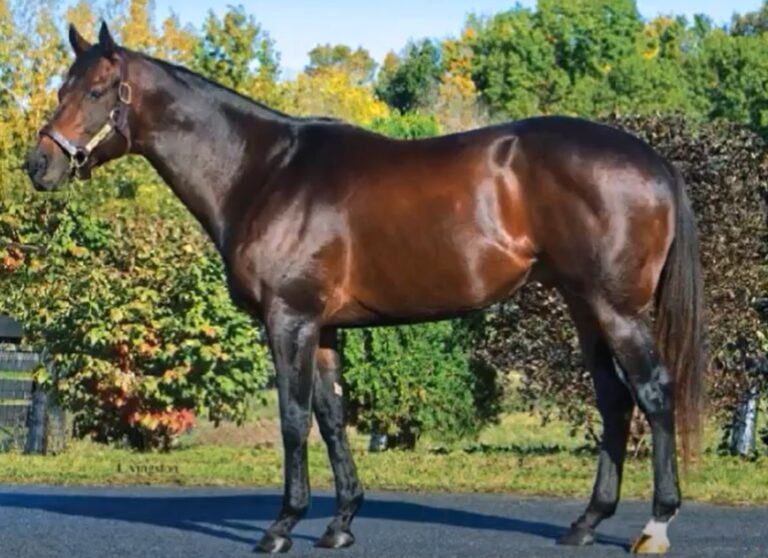 10 Best Barrel Racing Horse Breeds (Quick & Agile) Equineigh