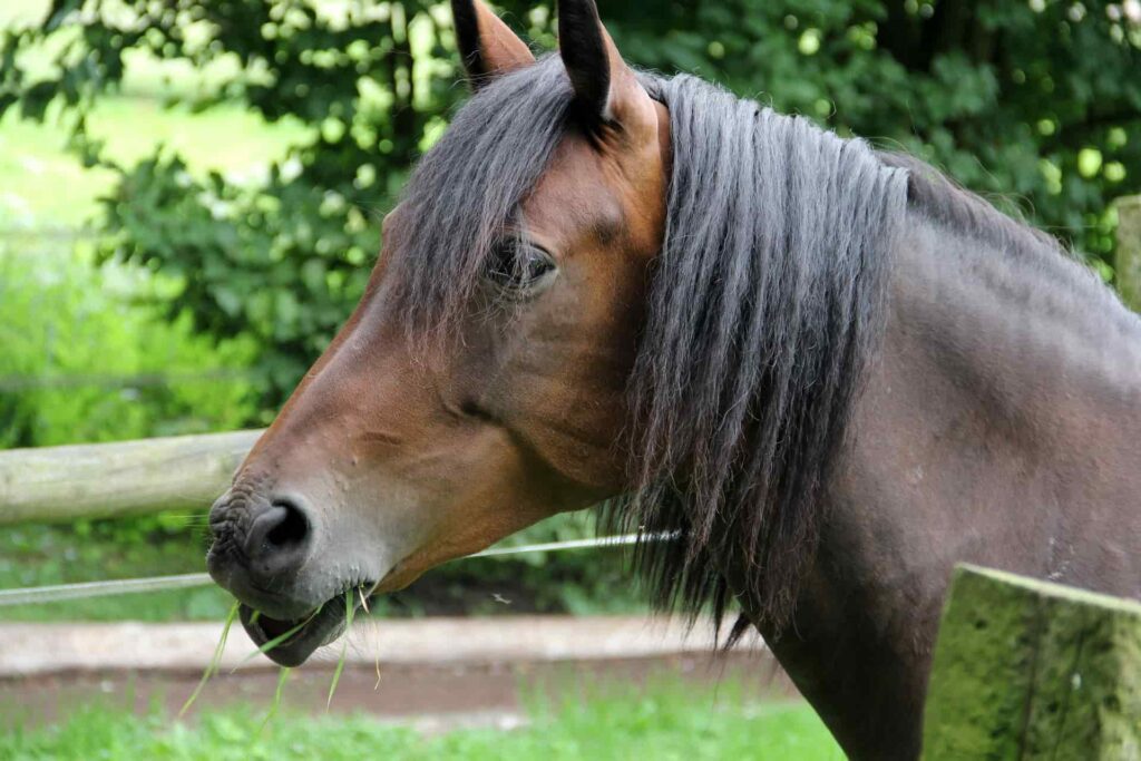 hanoverian horse