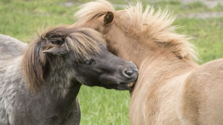 how-much-does-a-horse-weigh-horse-weights-equineigh