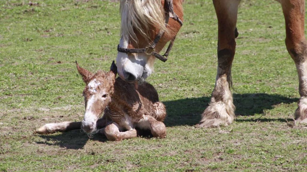 how much does a horse weigh at birth