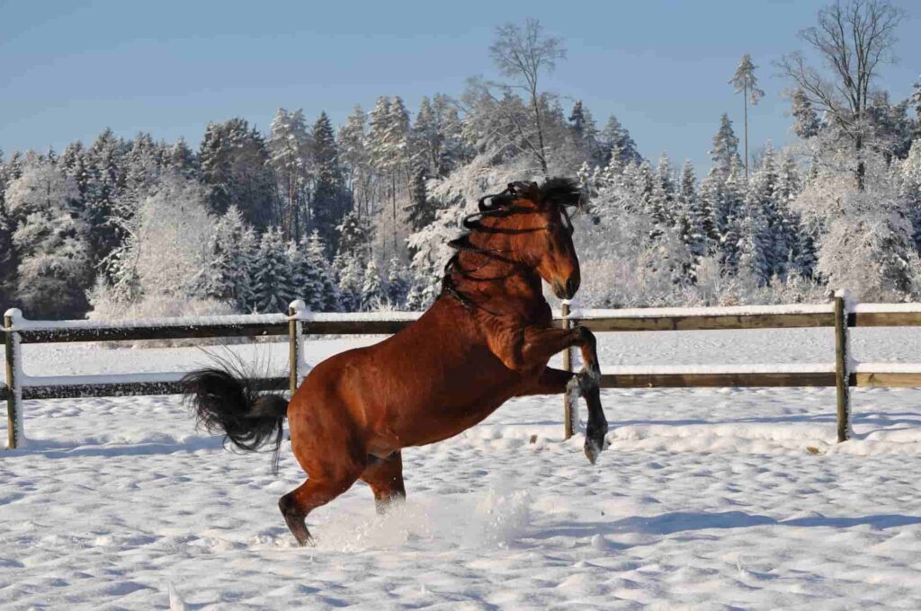 paso fino horse breed