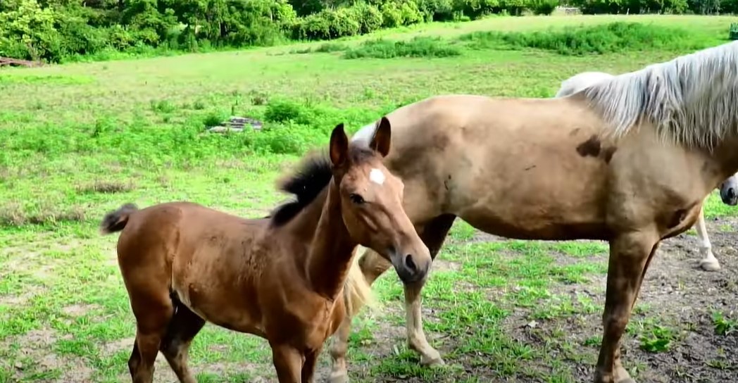 just-what-is-a-racking-horse-decatur-event-celebrates-unique-breed