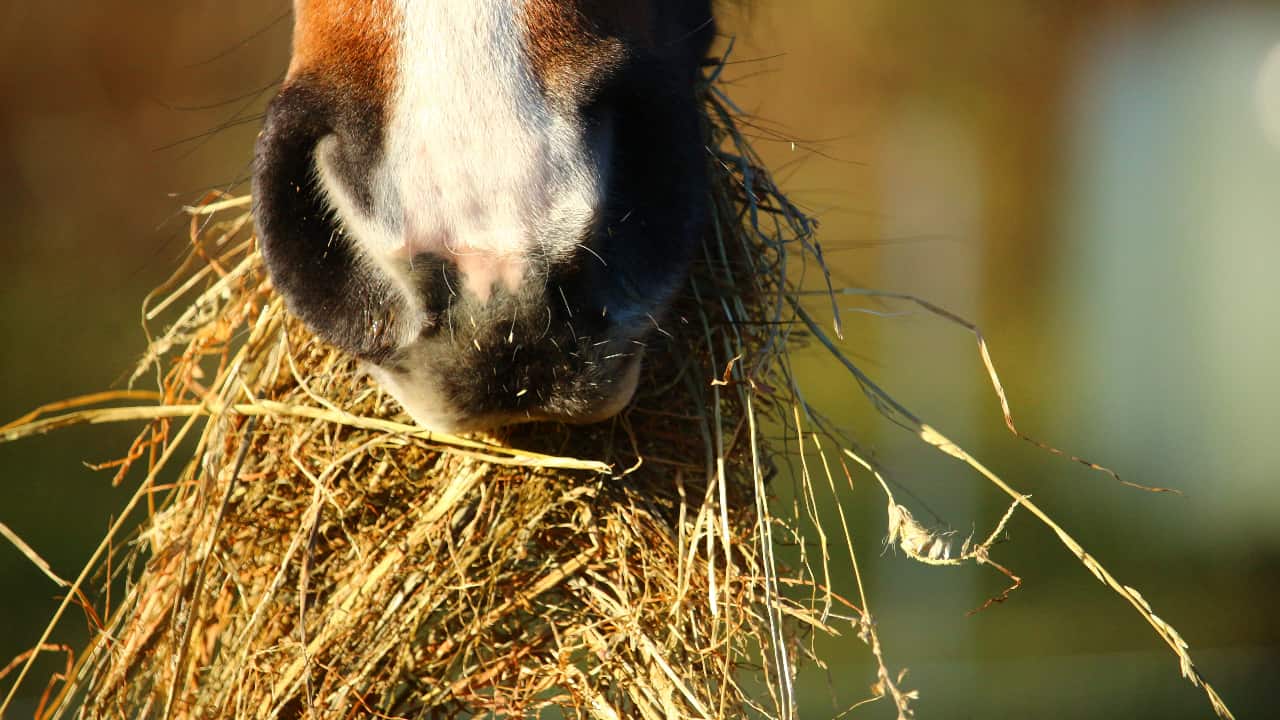 slow hay feeders