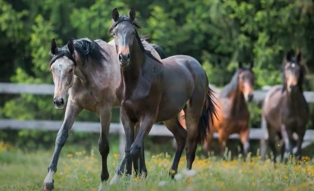trakehner horse breed