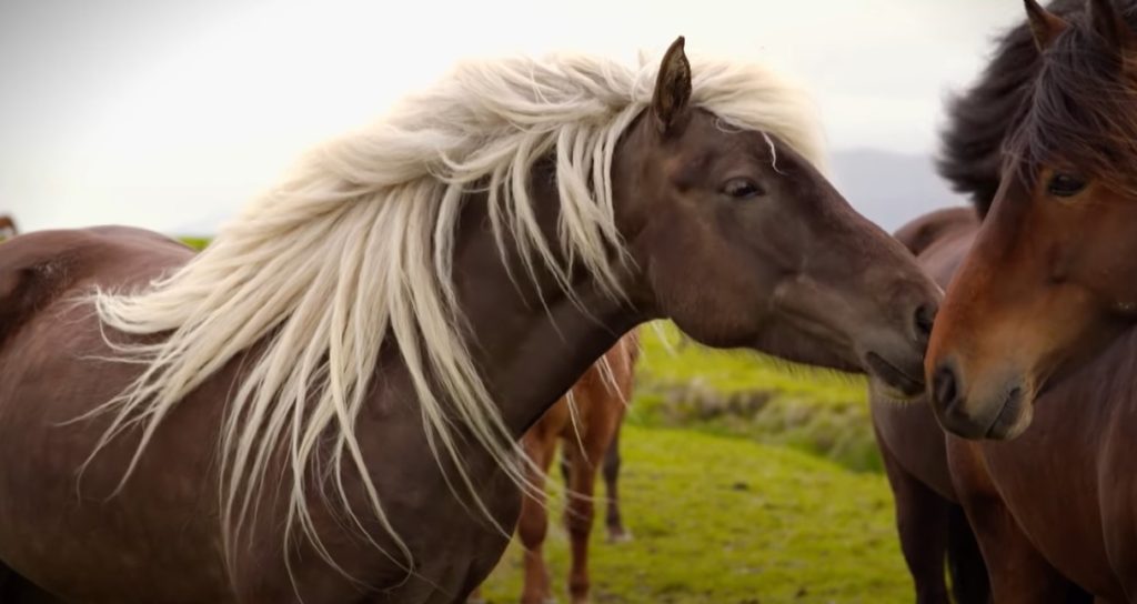 What Is A Gaited Horse Tree