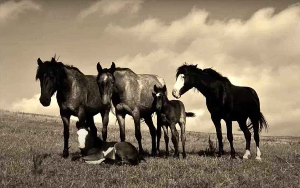 Nokota horse history