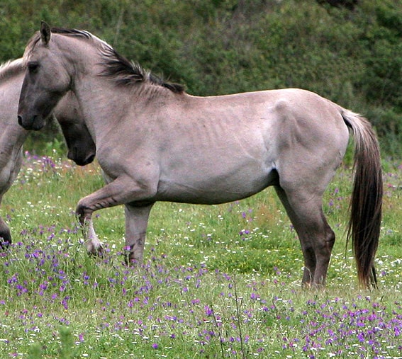 Sorraia horse characteristics