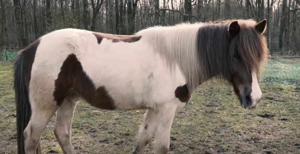 aegidienberger horse