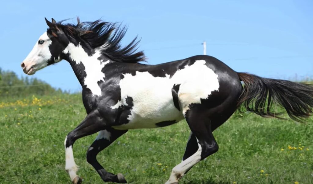 american paint horse
