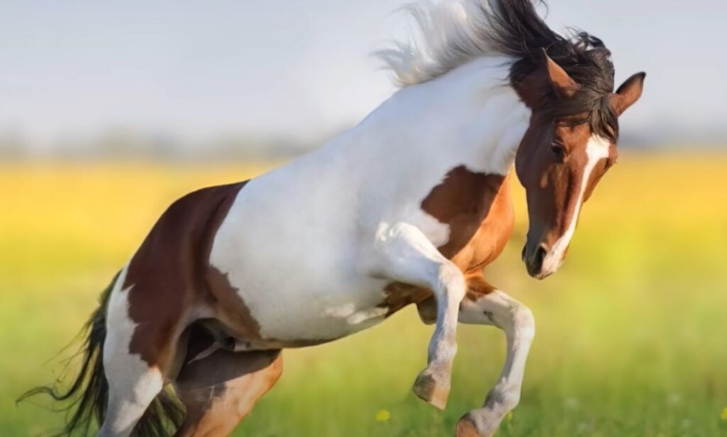 american paint horse breed