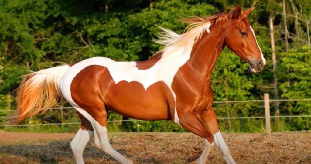 american paint horse brown and white
