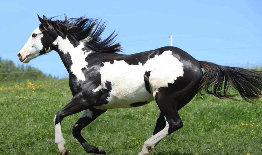 14 Interesting American Paint Horse Facts Equineigh   American Paint Horse 