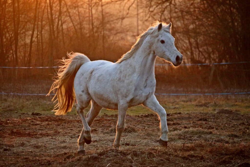 arabian horses are a versatile breed
