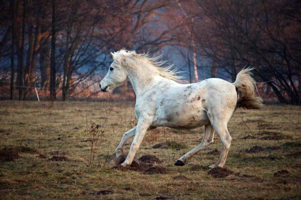 arabian horses are one of the oldest horses in the world